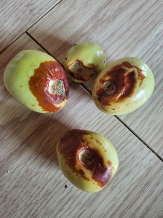 장용익님의 기타작물 · 병해충상담 작성글 사진