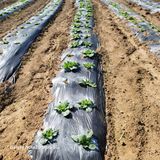 팜모닝 배추·일상 게시글 이미지