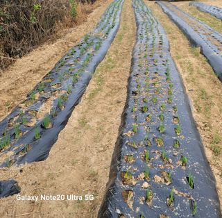 이경숙님의 배추 · 일상 작성글 사진