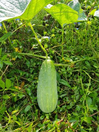 당근한개님의 들깨 · 자유게시판 작성글 사진