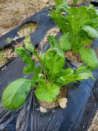 남산님의 팜모닝 병해충 연구회 · 병해충상담 작성글 사진