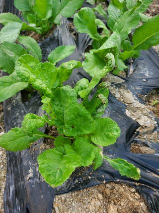 남산님의 팜모닝 병해충 연구회 · 병해충상담 작성글 사진