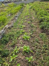 팜모닝 자유주제·자유게시판 게시글 이미지