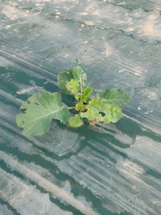 KJH님의 기타작물 · 병해충상담 작성글 사진