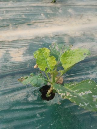 KJH님의 기타작물 · 병해충상담 작성글 사진