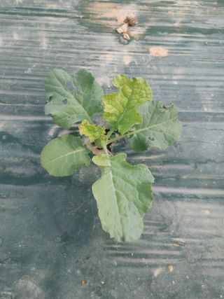 KJH님의 기타작물 · 병해충상담 작성글 사진