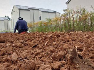 하늘샘(하경수)님의 배추 · 파종•정식 작성글 사진