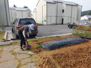 하늘샘(하경수)님의 배추 · 파종•정식 작성글 사진