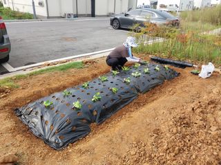 하늘샘(하경수)님의 배추 · 파종•정식 작성글 사진