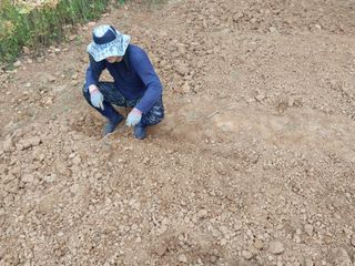 하늘샘(하경수)님의 배추 · 파종•정식 작성글 사진