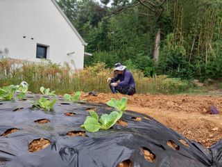 하늘샘(하경수)님의 배추 · 파종•정식 작성글 사진