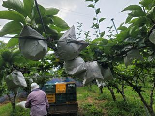 장재농원 최재석님의 배 · 수확 작성글 사진