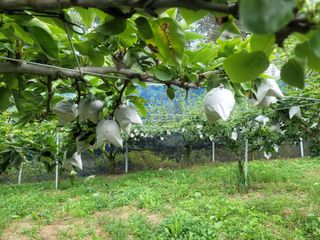 장재농원 최재석님의 배 · 수확 작성글 사진