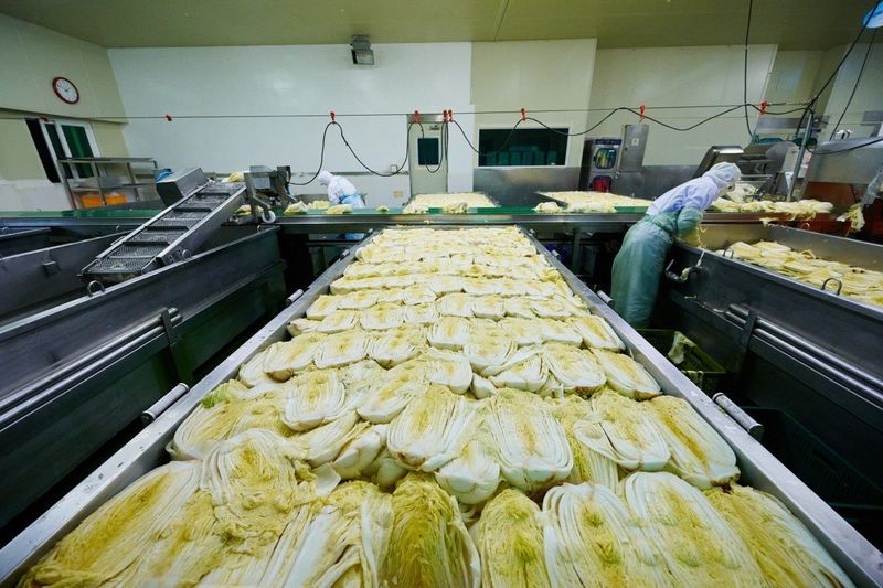 장금이1님의 장터 판매 상품 [생배추김치 특가] 첨부 사진