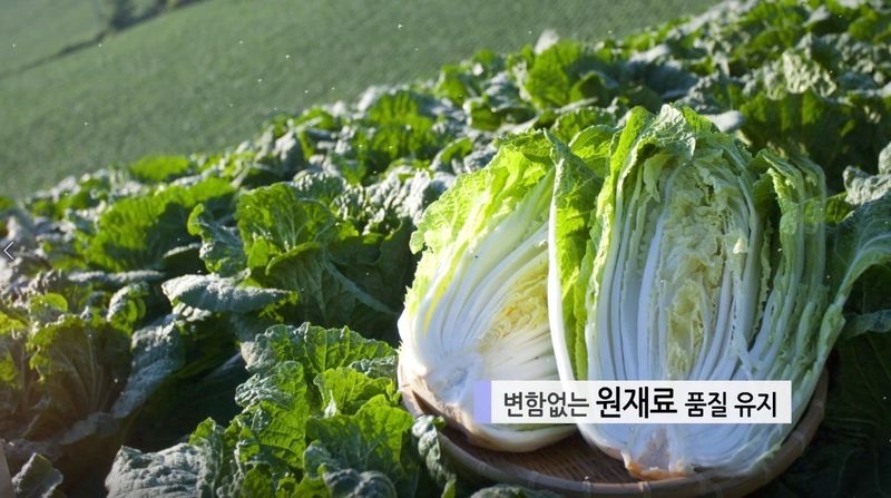장금이1님의 장터 판매 상품 [생배추김치 특가] 첨부 사진