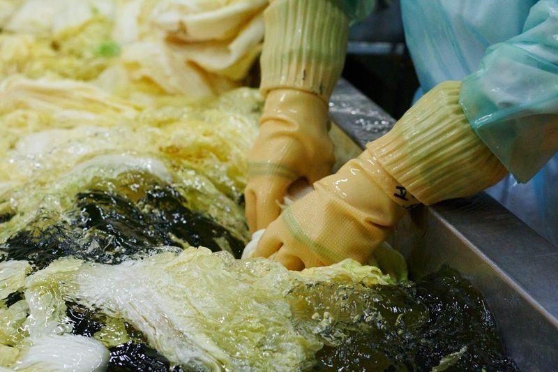 장금이1님의 장터 판매 상품 [생배추김치 특가] 첨부 사진