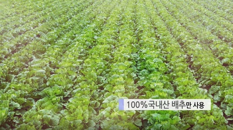 장금이1님의 장터 판매 상품 [생배추김치 특가] 첨부 사진