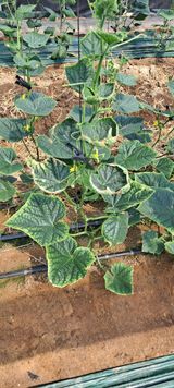 팜모닝 오이·병해충상담 게시글 이미지