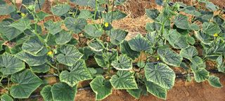 최태숙님의 오이 · 병해충상담 작성글 사진