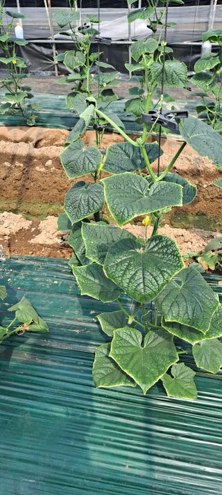 최태숙님의 오이 · 병해충상담 작성글 사진