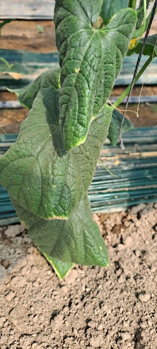 최태숙님의 오이 · 병해충상담 작성글 사진