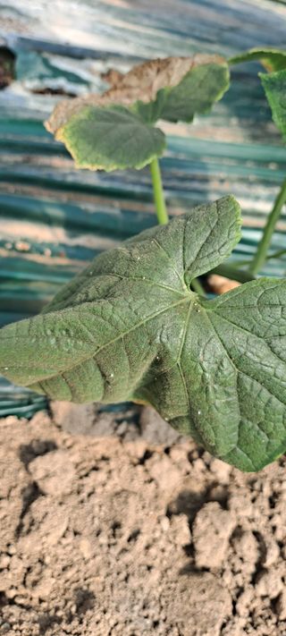 최태숙님의 오이 · 병해충상담 작성글 사진