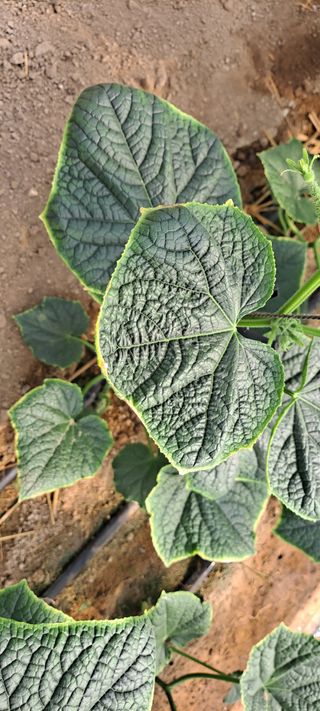 최태숙님의 오이 · 병해충상담 작성글 사진