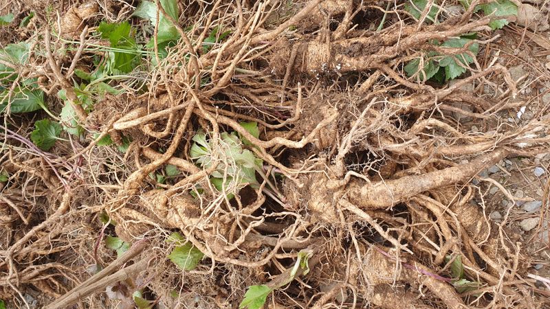 인생은 소풍처럼님의 장터 판매 상품 [야생잔대5ㅡ10년산1kg] 첨부 사진