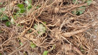 농산물에 진심구병안님의 작성글 사진