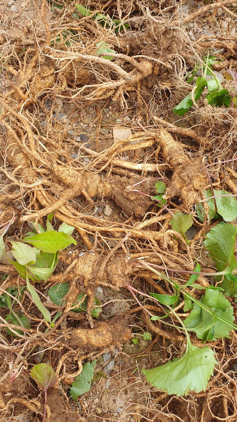 인생은 소풍처럼님의 장터 판매 상품 [야생잔대5ㅡ10년산1kg] 첨부 사진