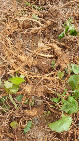 농산물에 진심구병안님의 작성글 사진