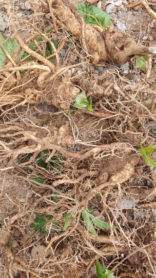 농산물에 진심구병안님의 작성글 사진