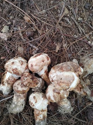 숲속의사나이님의 오늘의 시장을 알려주세요 · 참여글 작성글 사진