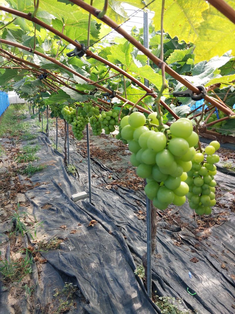 이옥신님의 장터 판매 상품 [샤인머스켓] 첨부 사진