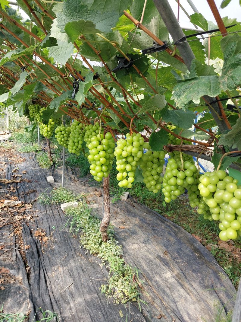 이옥신님의 장터 판매 상품 [샤인머스켓] 첨부 사진