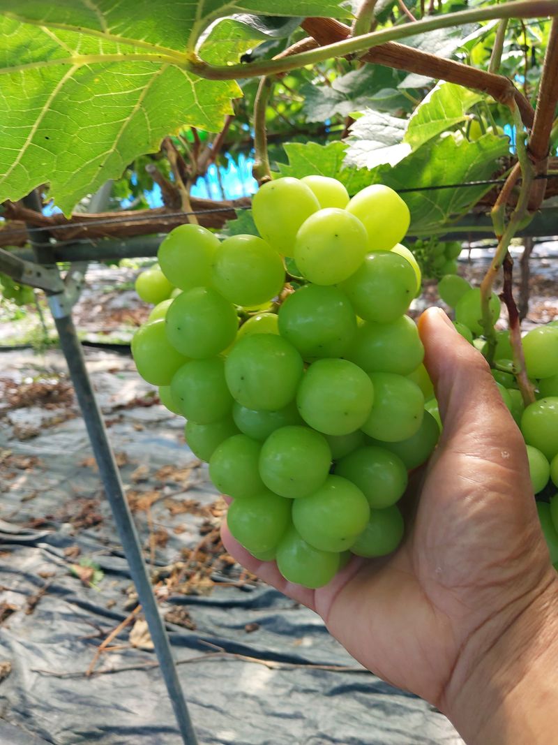 이옥신님의 장터 판매 상품 [샤인머스켓] 첨부 사진