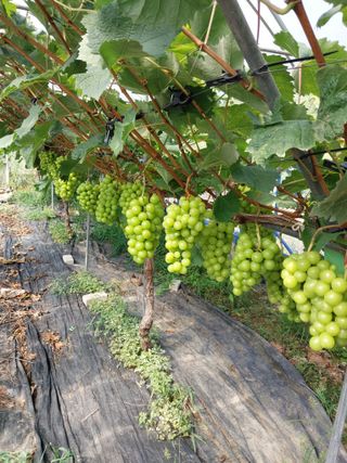 이옥신님의 작성글 사진