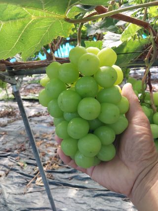 이옥신님의 작성글 사진