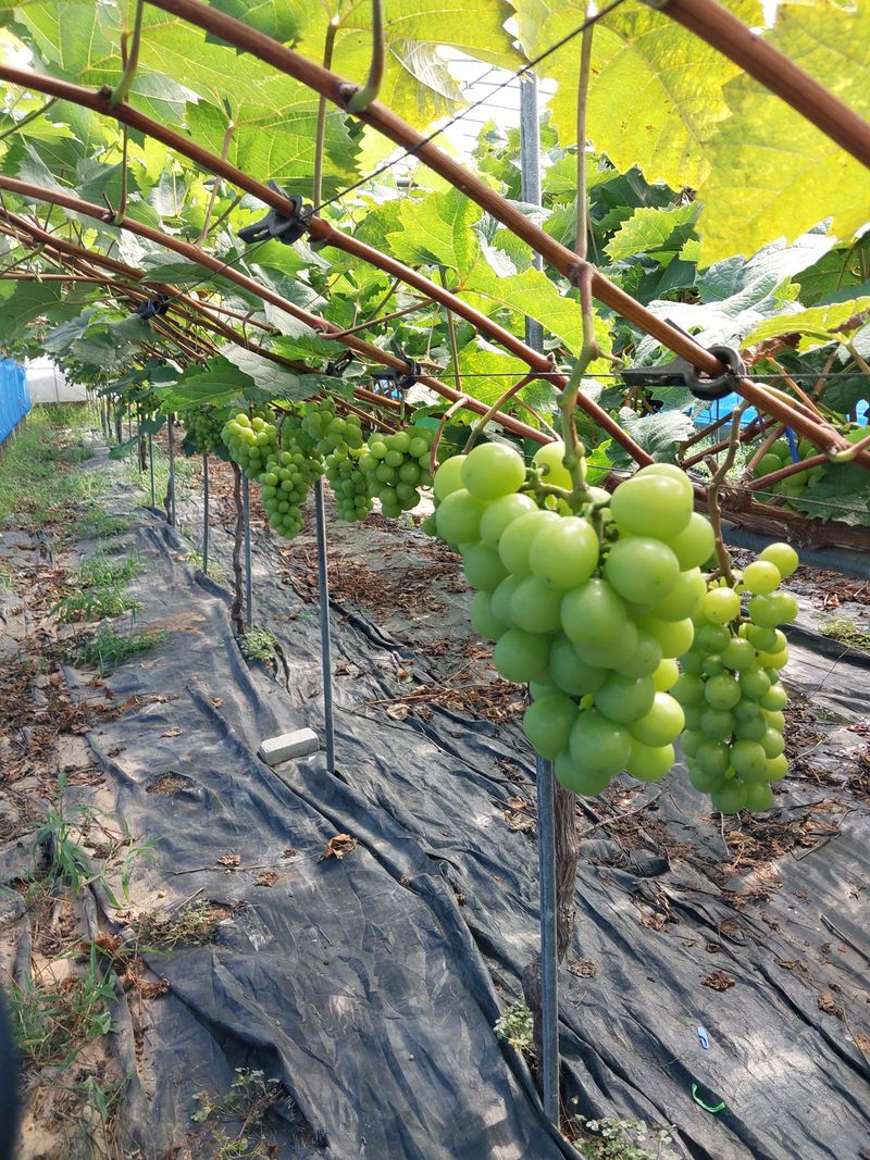 이옥신님의 장터 판매 상품 [샤인머스켓] 첨부 사진