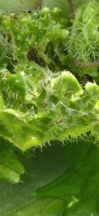 옥전농부(서철)님의 배추 · 병해충상담 작성글 사진