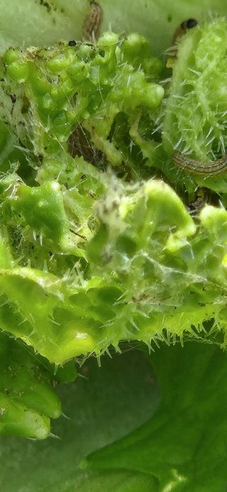 옥전농부(서철)님의 배추 · 병해충상담 작성글 사진