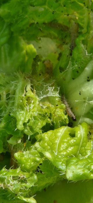 옥전농부(서철)님의 배추 · 병해충상담 작성글 사진