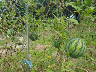 당근한개님의 기타작물 · 자유게시판 작성글 사진
