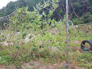 당근한개님의 기타작물 · 자유게시판 작성글 사진