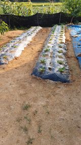 팜모닝 자유주제·자유게시판 게시글 이미지