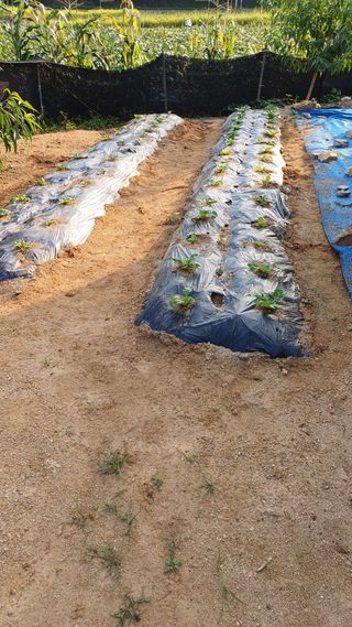 박순덕님의 자유주제 · 자유게시판 작성글 사진