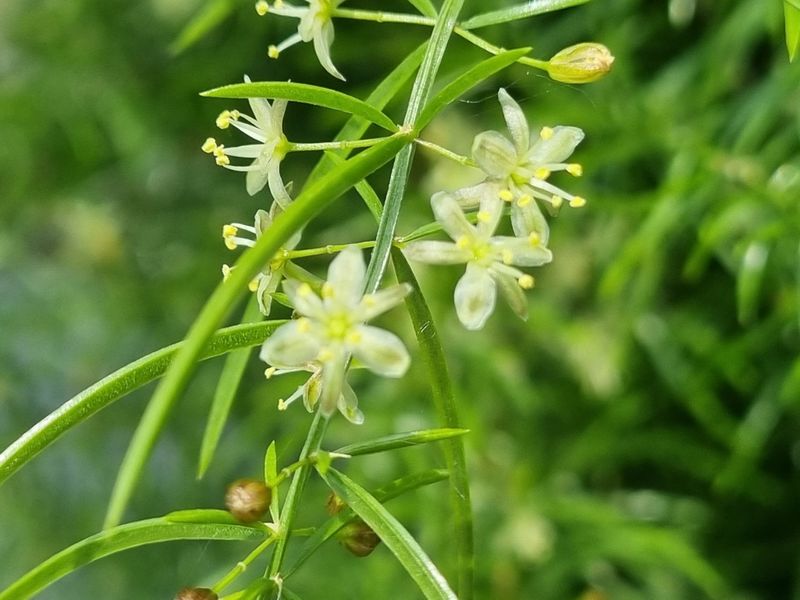 이창신님의 장터 판매 상품 [천문동즙] 첨부 사진