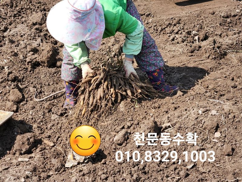 이창신님의 장터 판매 상품 [천문동즙] 첨부 사진