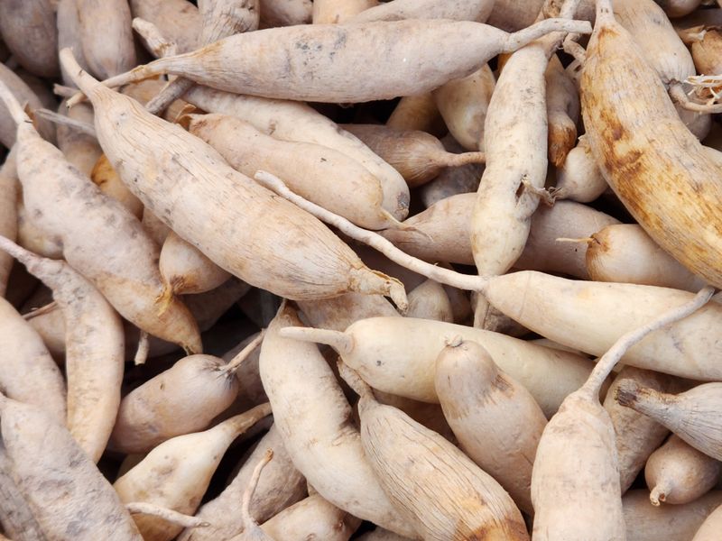 이창신님의 장터 판매 상품 [천문동즙] 첨부 사진