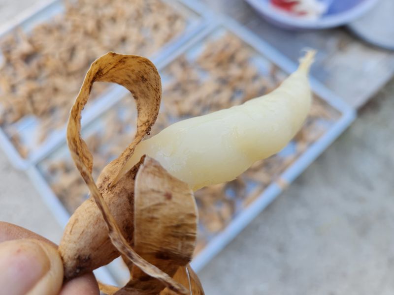 이창신님의 장터 판매 상품 [천문동즙] 첨부 사진